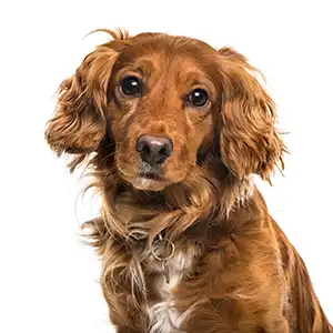 Pet Images