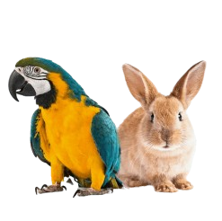 Pet Images
